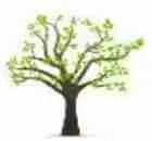 Growth family tree icon