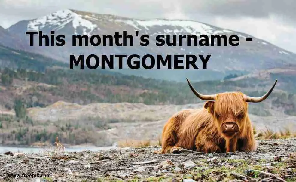 HIghland Cow resting in a Scottish valley