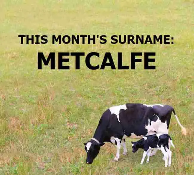 Metcalfe surname meaning - image of cow with calf