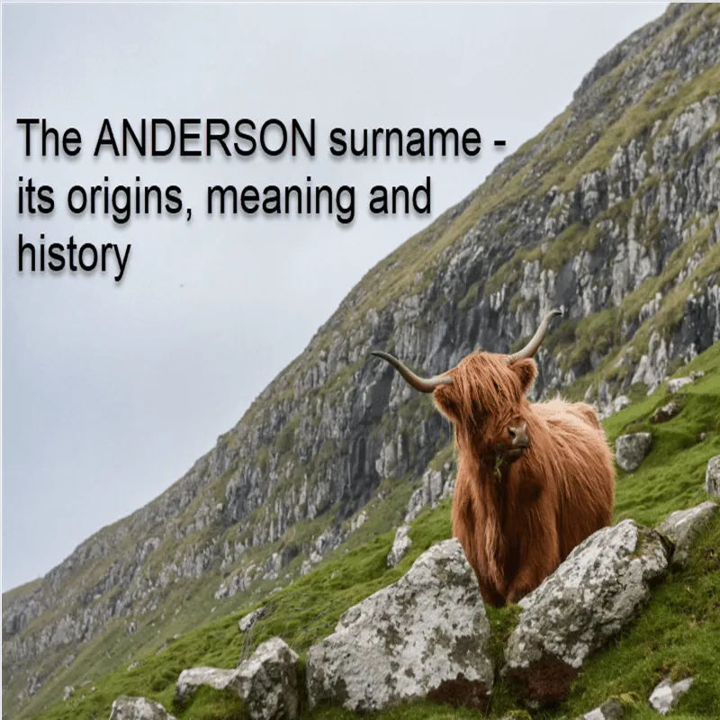 Highland cow on hill to represent the Scottish Anderson surname.